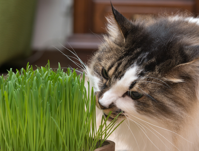 肉食のネコが 猫草を食べるのはなぜ ペットの医学