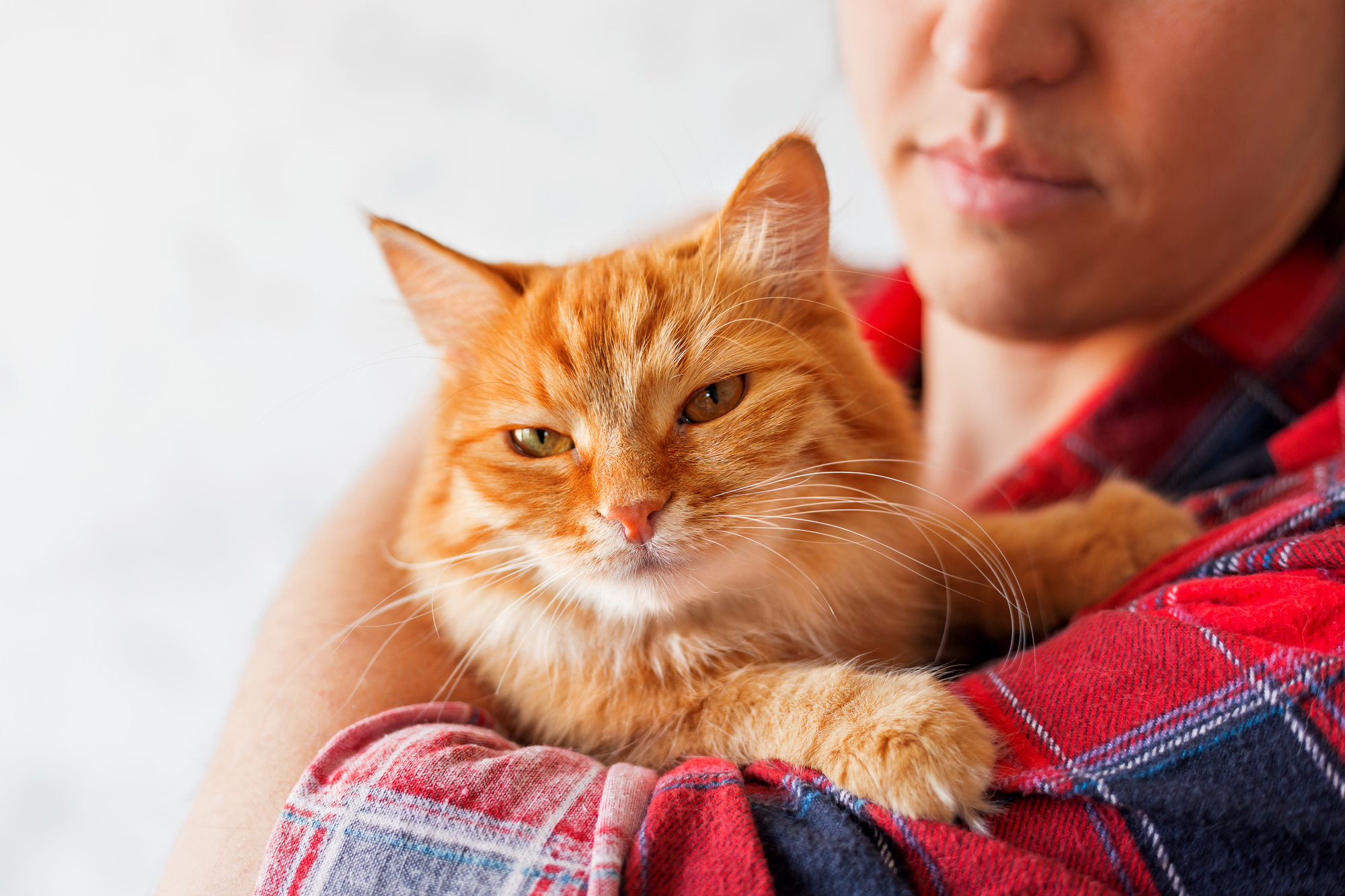 全国の猫好き男性に悲報 猫が嫌いな匂いのひとつに 男性の匂い ペットの医学