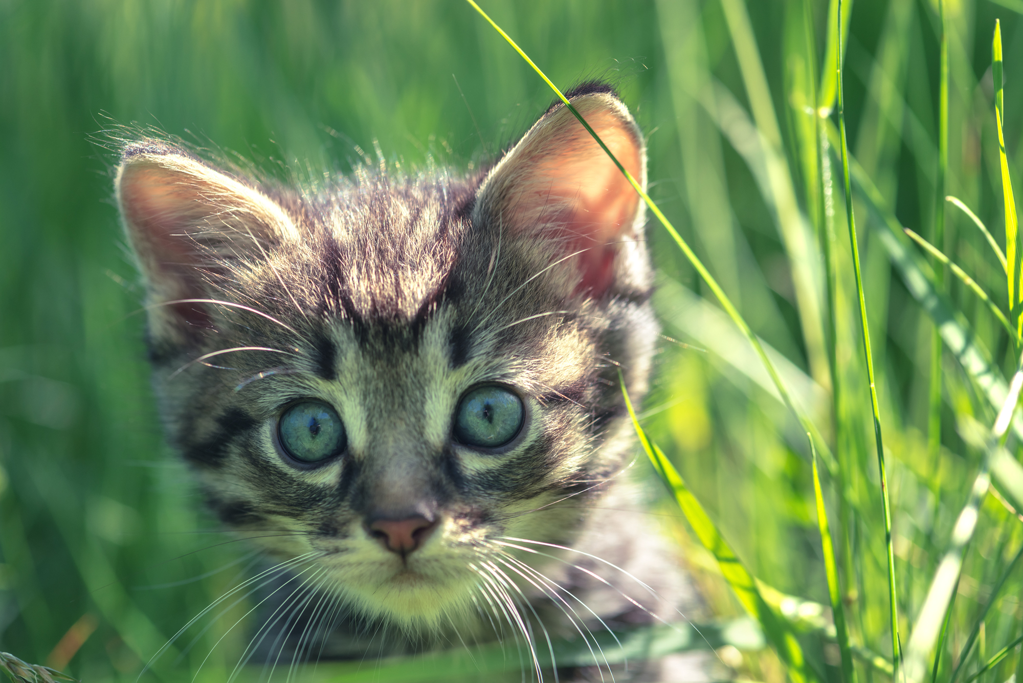 耳は口ほどのにものを言う 猫の気持ちがわかる猫耳の動き ペットの医学
