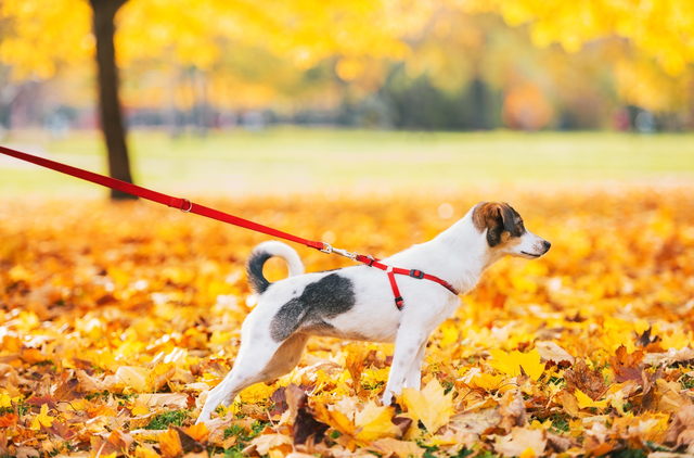 秋はいつもと違う散歩コースへ 愛犬と楽しめる東京都内のちょこっとお出かけスポット５選 ペットの医学