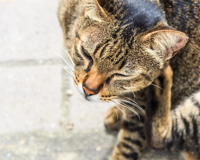 首をかいかいしている猫！もしやそれはノミなのでは？  ペットの医学