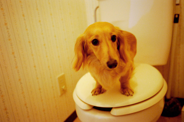 獣医師と一緒にチェック 犬がトイレの前でくるくる その理由は トイレ前の行動でわかる病気の兆候リスト ペットの医学
