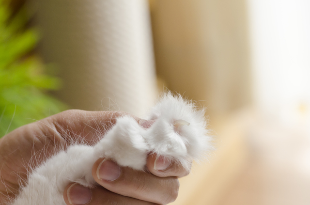 意外と知らない飼い主さんが多い 猫の爪切りタイミングと正しいやり方とは ペットの医学