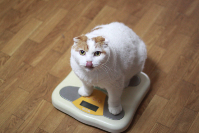 獣医師監修 愛猫が痩せてきた 考えられる原因とは ペットの医学