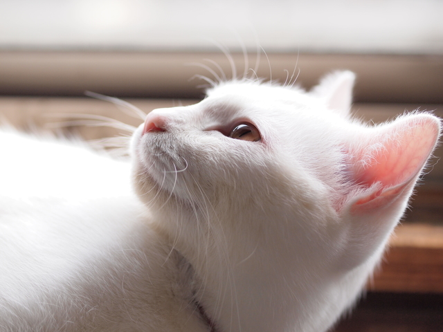 白猫　性格