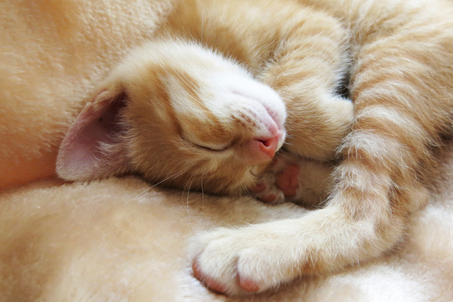 獣医師監修 雨が多い梅雨時 猫が眠くなりやすいって本当 ペットの医学
