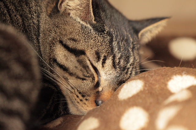 獣医師監修 プツプツ プープー スースー 猫の鼻から音がする ペットの医学