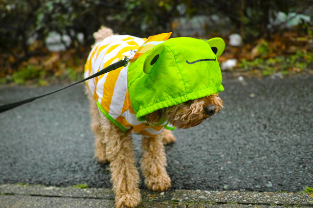 獣医師監修 梅雨入り前に 雨の日の散歩と注意点 ペットの医学