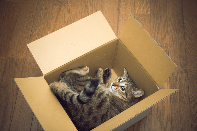 どうして 猫が箱に入る理由 ペットの医学