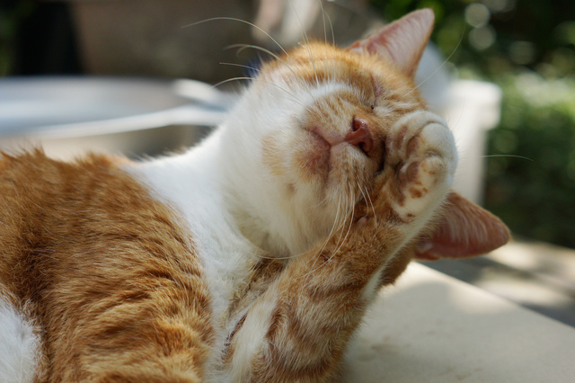 獣医師監修 猫が前足で目をゴシゴシゴシ 放っておいても大丈夫 ペットの医学