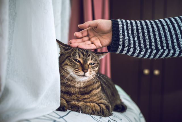 愛しているのに嫌われる 猫が嫌がる飼い主さんの行動とは ペットの医学