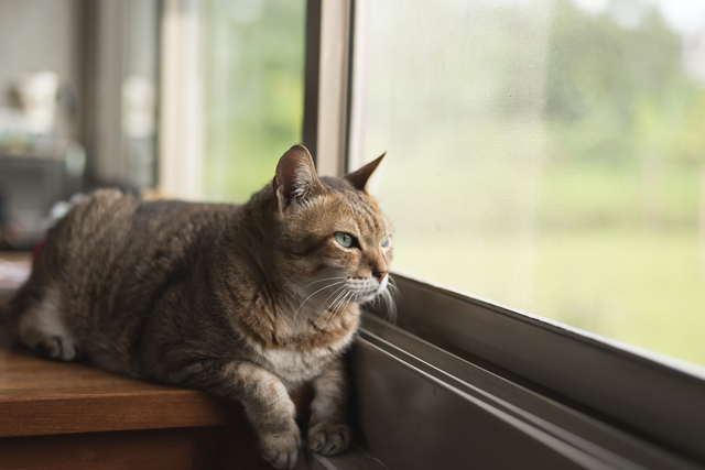 外を見ている猫の気分は？猫を外に出してあげた方がいい？  ペットの医学