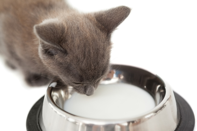 獣医師監修 猫が牛乳を飲んじゃダメって本当 ペットの医学