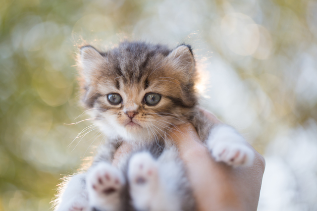 猫に嫌がられずに抱っこする方法 ペットの医学