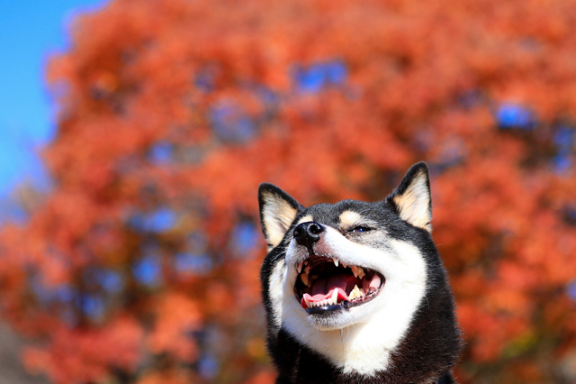 愛犬と行きたい秋のスポット 東京編 ペットの医学