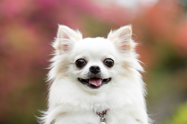 犬　目　病気　まとめ