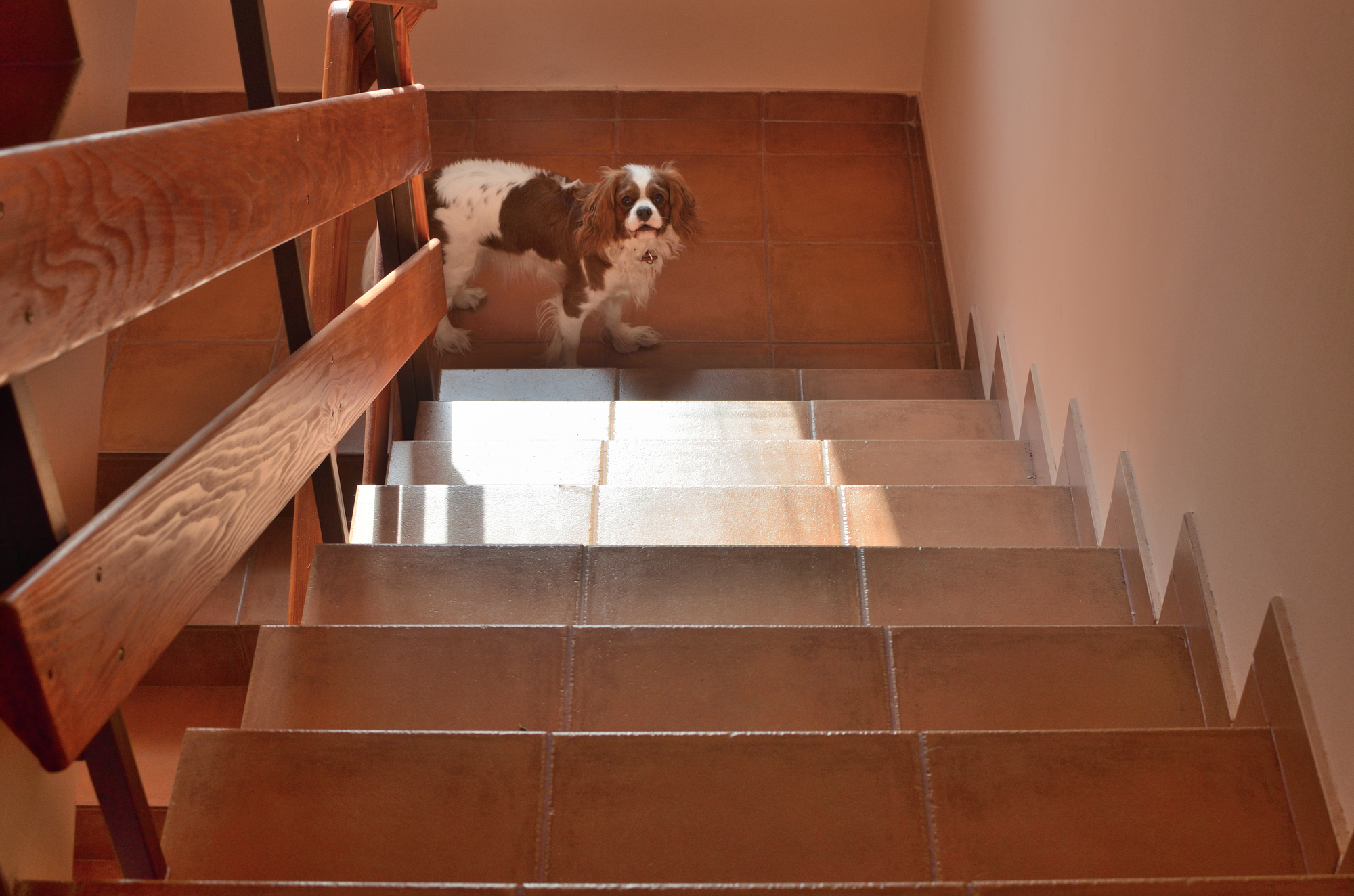 犬　階段